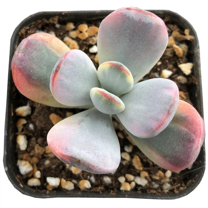 Cotyledon Orbiculata Cv.