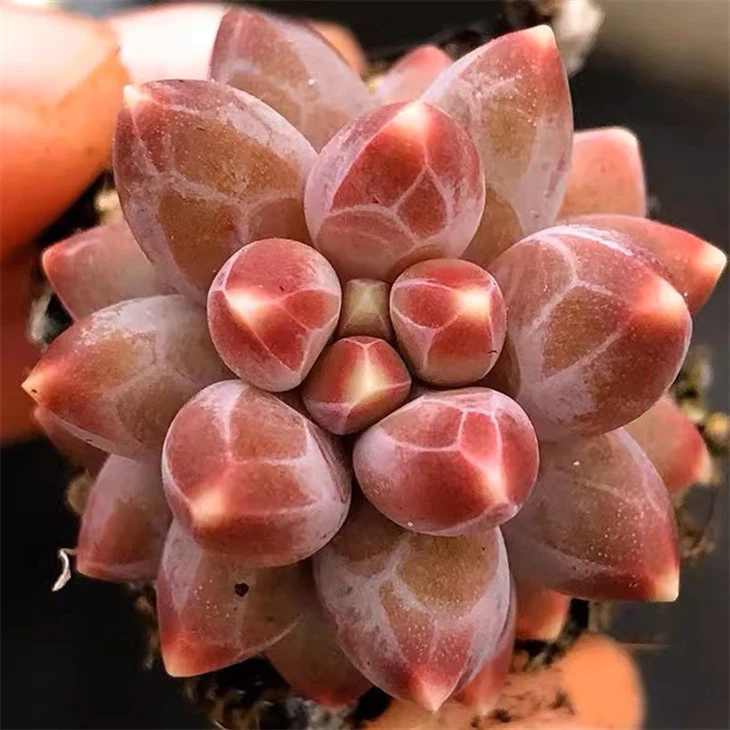 Pachyphytum Compactum Rose