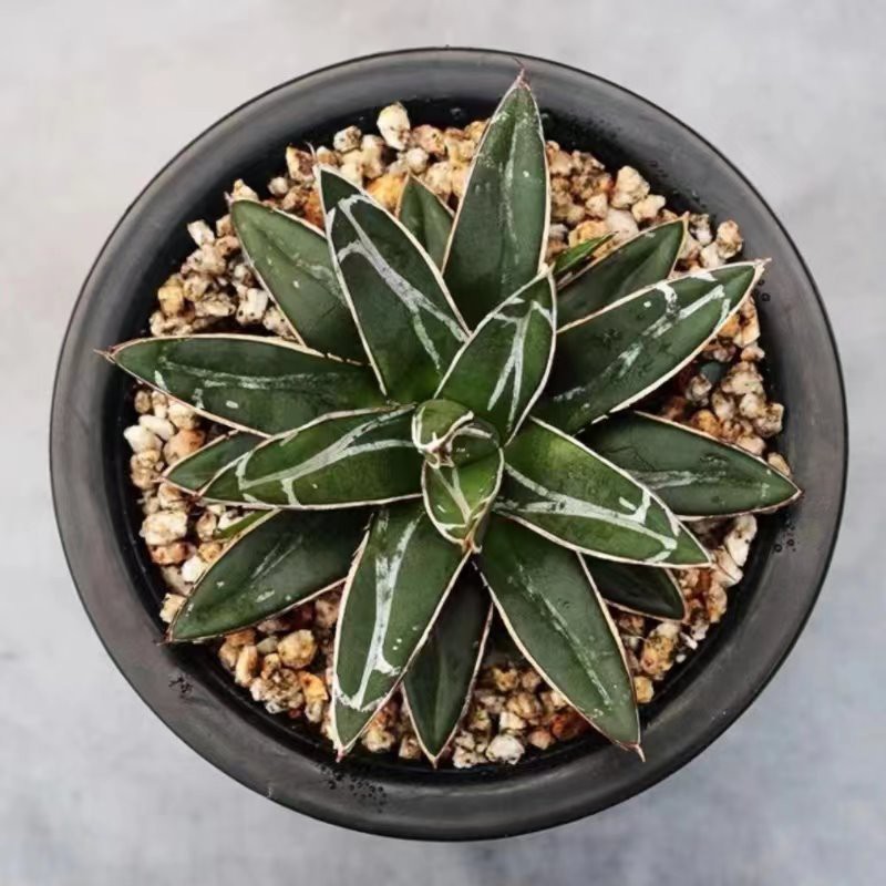 Agave Victoriae-reginae T