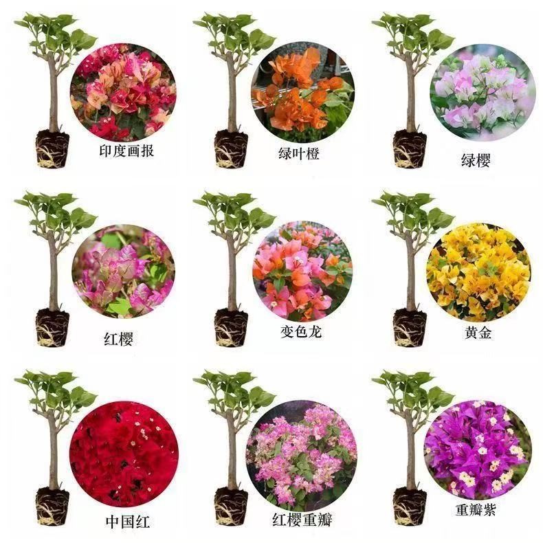 Bougainvillea best