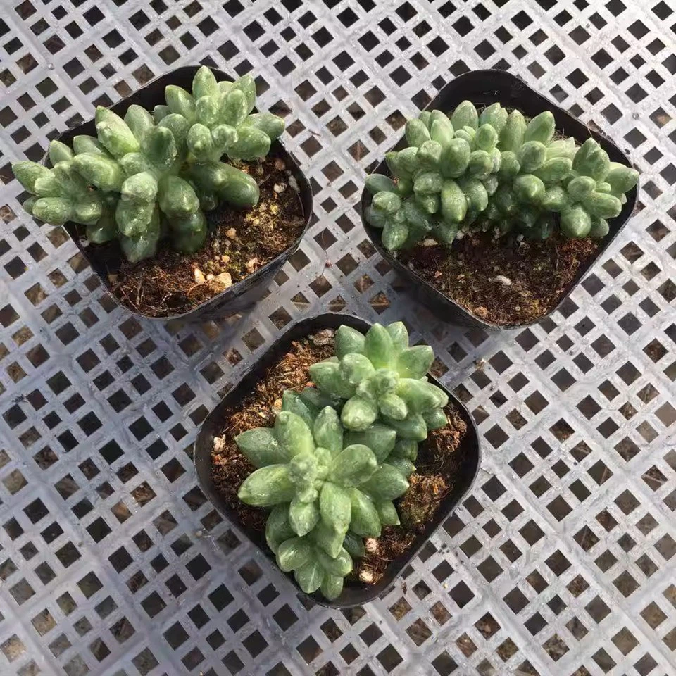 Pachyphytum Compactum Rose