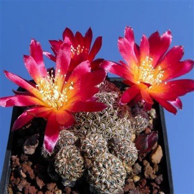 Rebutia Canigueralii